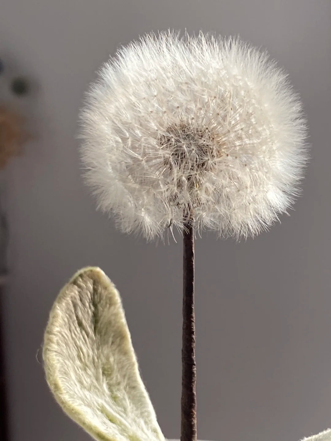Accesorio de flor seca de diente de león - 4 cm